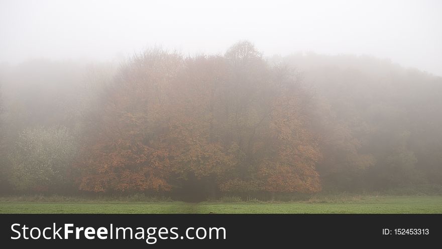 Forest in mist.