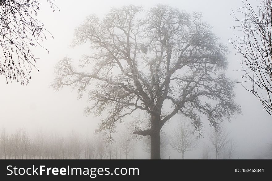 Oak Tree on a foggy morning, Oregon