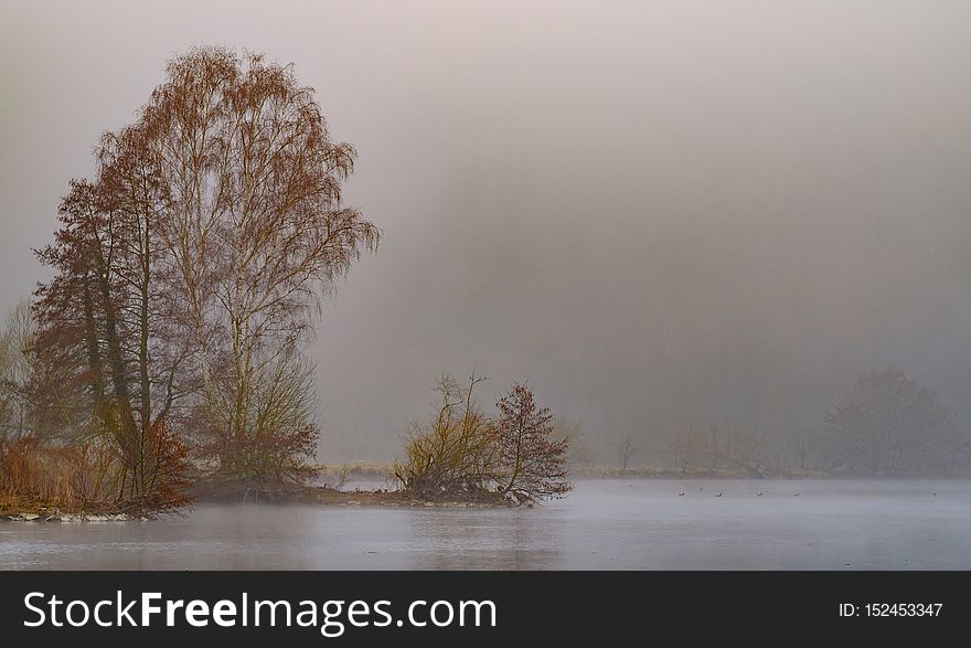trees in the mist