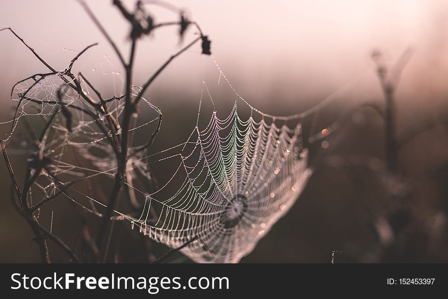 Dew On A Spider&x27;s Web