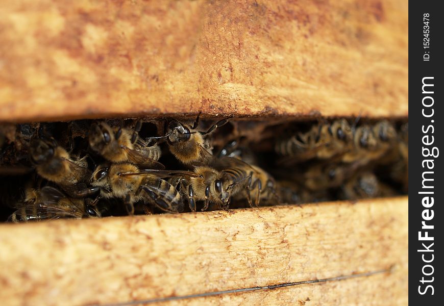 Bee inside a Beehive