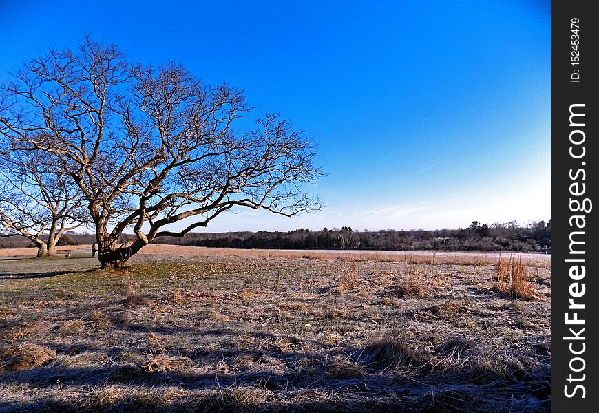 Frosty Morning