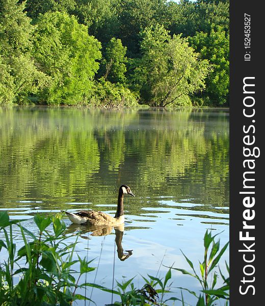 Heron Pond Area Columbus, Ohio. Heron Pond Area Columbus, Ohio