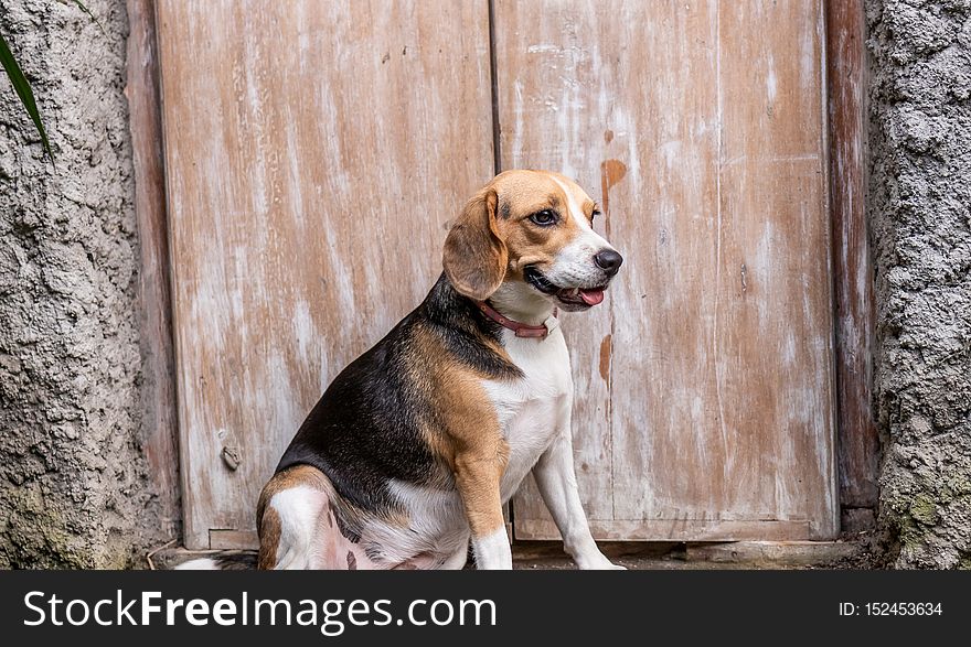 Portrait of cute female beagle dog. Bali island.