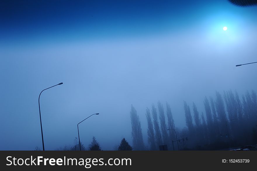 Morning commute, blue cast light, trees, headed into Microsoft&#x27;s millennium offices, Redmond, Washington, USA