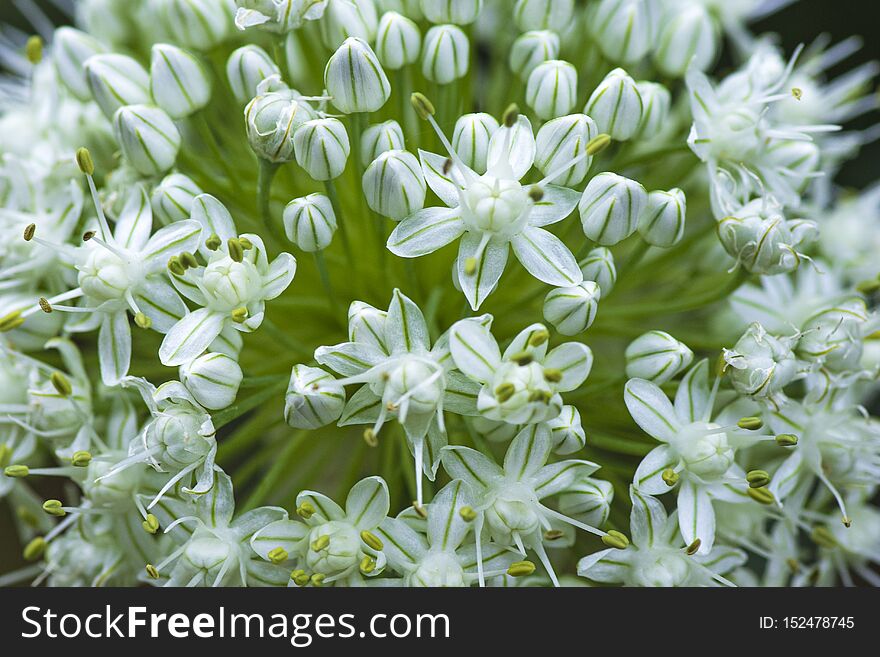 Allium Nigrum Flower Buds In Summer. Macro Image.Close-up With The Prospect Of Decorative Onion Flowers Blooming In A Summer