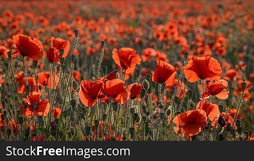 Poppy`s in a Kent meadow England.