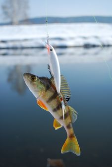 The Perch On Wobbler Royalty Free Stock Photography The Perch On Wobbler Royalty Free Stock Photography