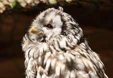 Western Screech Owl Stock Photography Western Screech Owl Stock Photography