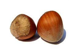 Two Hazelnuts Royalty Free Stock Image