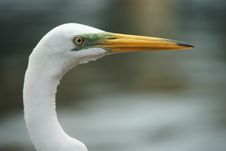 White Egret Royalty Free Stock Photos White Egret Royalty Free Stock Photos