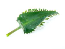 Leaf Of Kalanchoe Royalty Free Stock Images Leaf Of Kalanchoe Royalty Free Stock Images