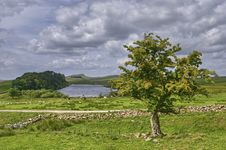 Isolated Tree Near Hadrian S Wall Royalty Free Stock Photography Isolated Tree Near Hadrian S Wall Royalty Free Stock Photography