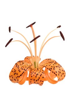 Orange Lily On White Stock Photo Orange Lily On White Stock Photo
