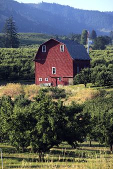 Red Barn & Orchards. Royalty Free Stock Image Red Barn & Orchards. Royalty Free Stock Image