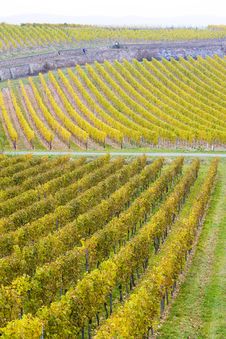 Vineyards In Germany Stock Photography Vineyards In Germany Stock Photography