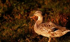 Black Duck At Sunset Stock Image