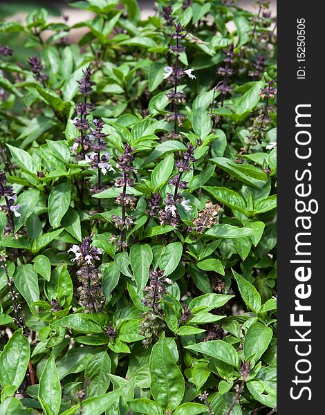 Image of Basil Leafs for cooking