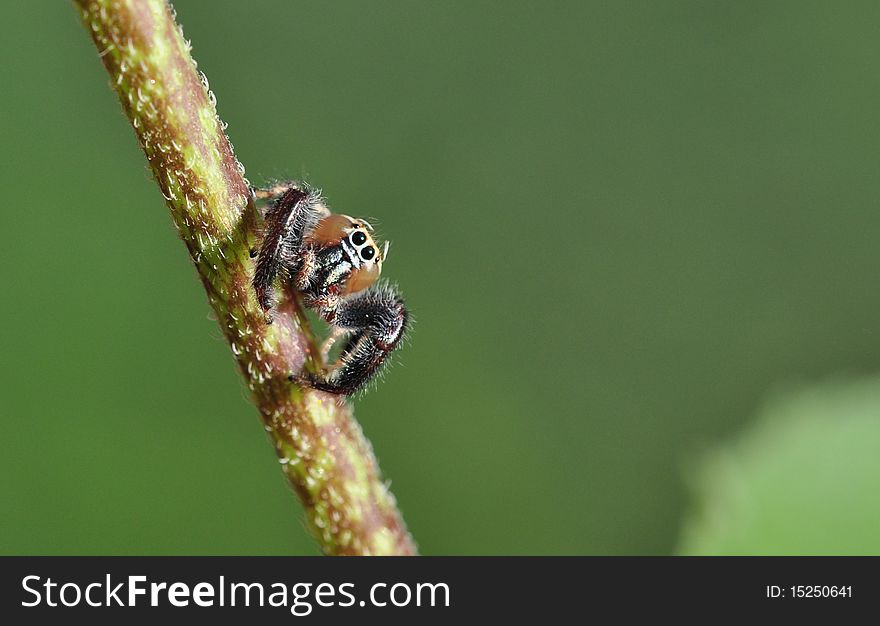 A danger spider setting on the stem