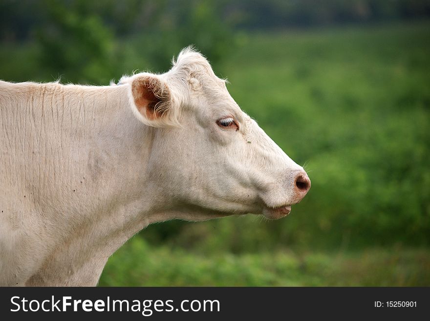 Shot of white cow on green pasture
