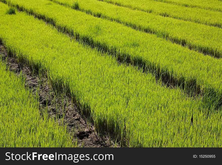 Image of Nursery Rice in Northern Thailand