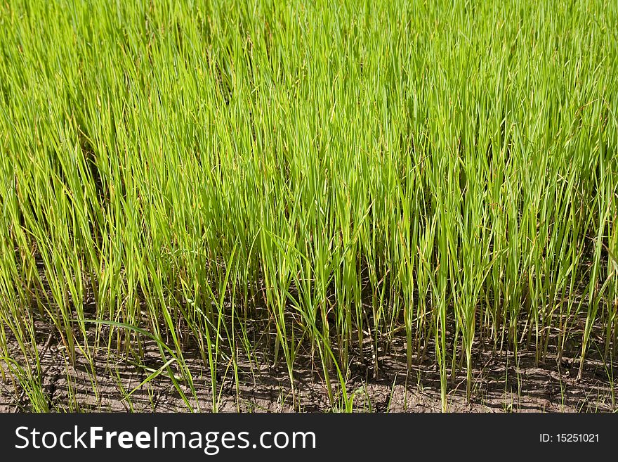 Nursery Rice In Northern Thailand