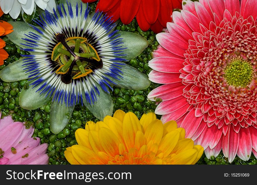 Various flowers on green background. Various flowers on green background