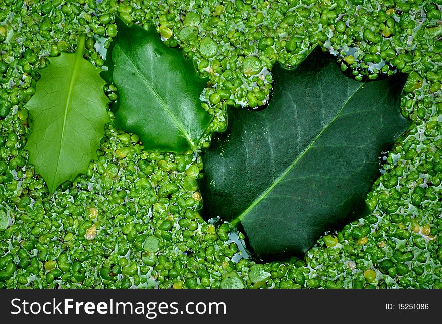 Different shades of green of holly leaves and duckweed