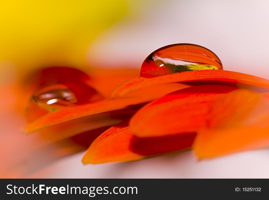 Daisy flower with beautiful drops