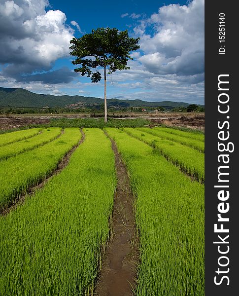 Nursery Rice In Northern Thailand