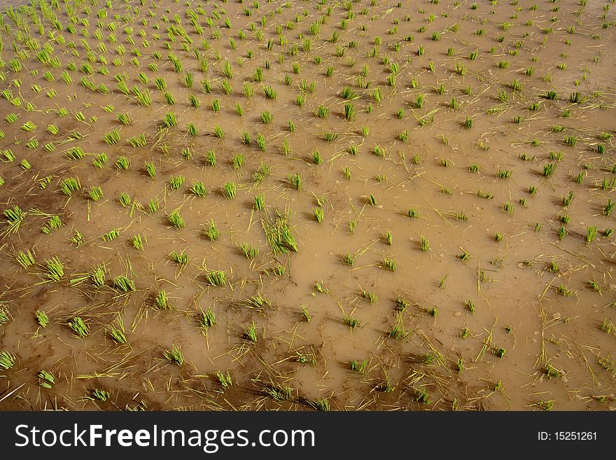 Image of Nursery Rice in Northern Thailand