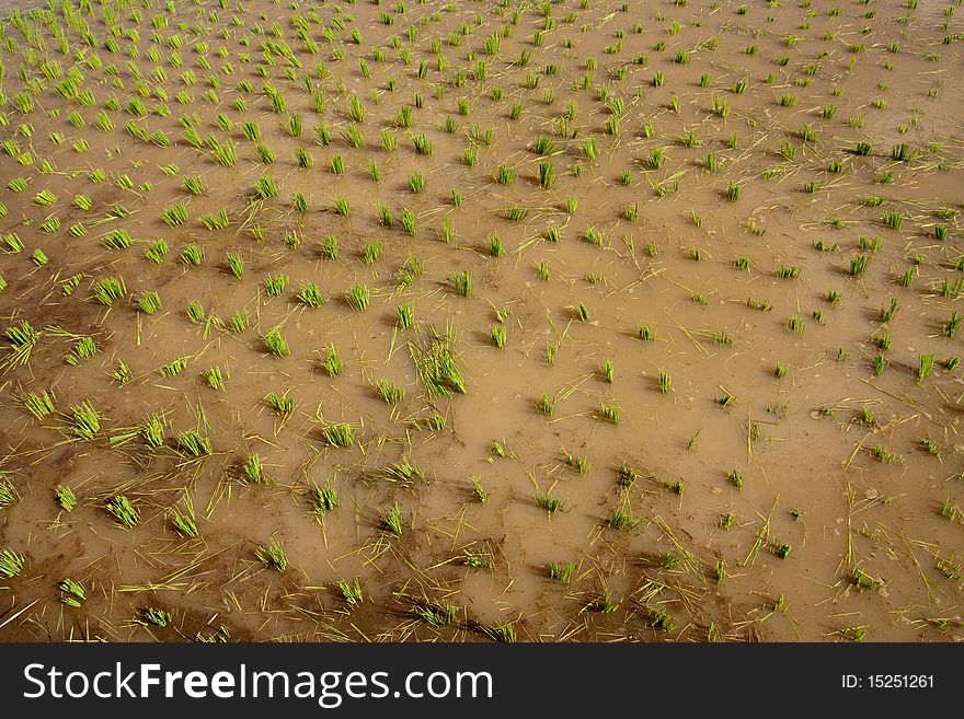 Nursery Rice In Northern Thailand