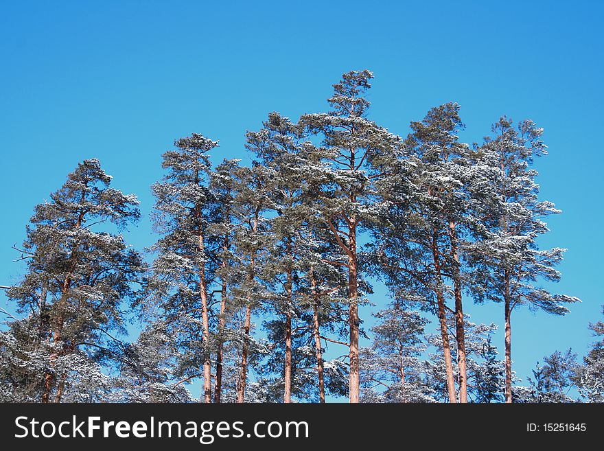 Snow-covered pine crowns, Russia. Snow-covered pine crowns, Russia