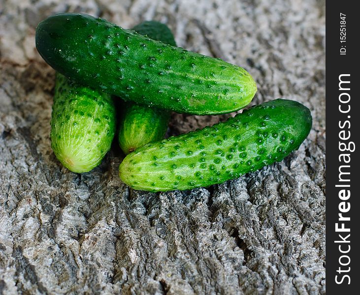 Fresh cucumbers on the bark background