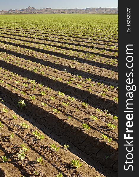 Lettuce seedlings in a field in Arizona. Lettuce seedlings in a field in Arizona