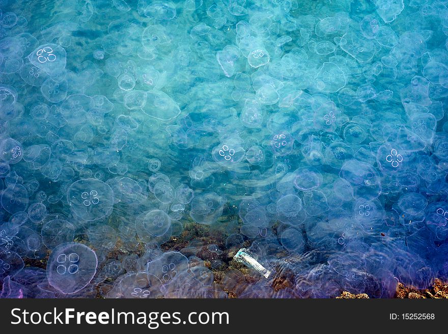 Lots of people asked me if this photo was a CGI but it's real and shows a massive group of jellyfishes at Trieste's Rive and the colors are very bright. The rubbish on the bottom is there on purpose. Lots of people asked me if this photo was a CGI but it's real and shows a massive group of jellyfishes at Trieste's Rive and the colors are very bright. The rubbish on the bottom is there on purpose.