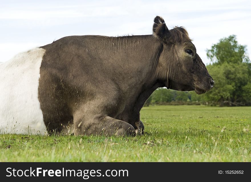 Cow laying on grass