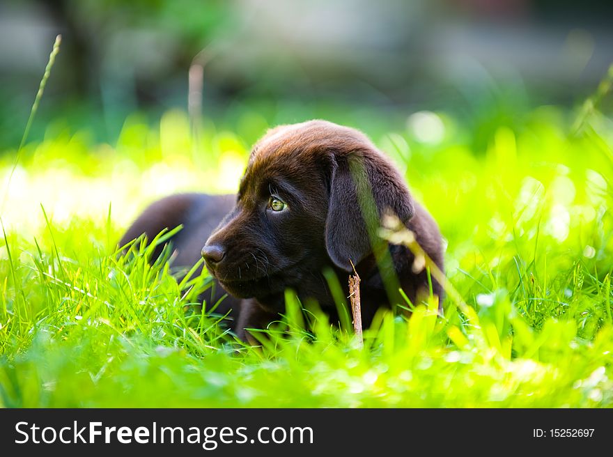 Labrador puppy lying in sun and grass