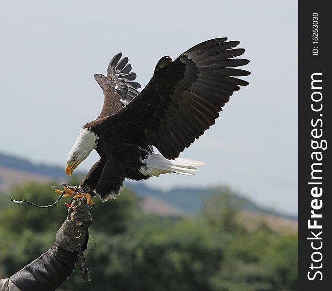 A Bald Eagle landing on his falconers glove