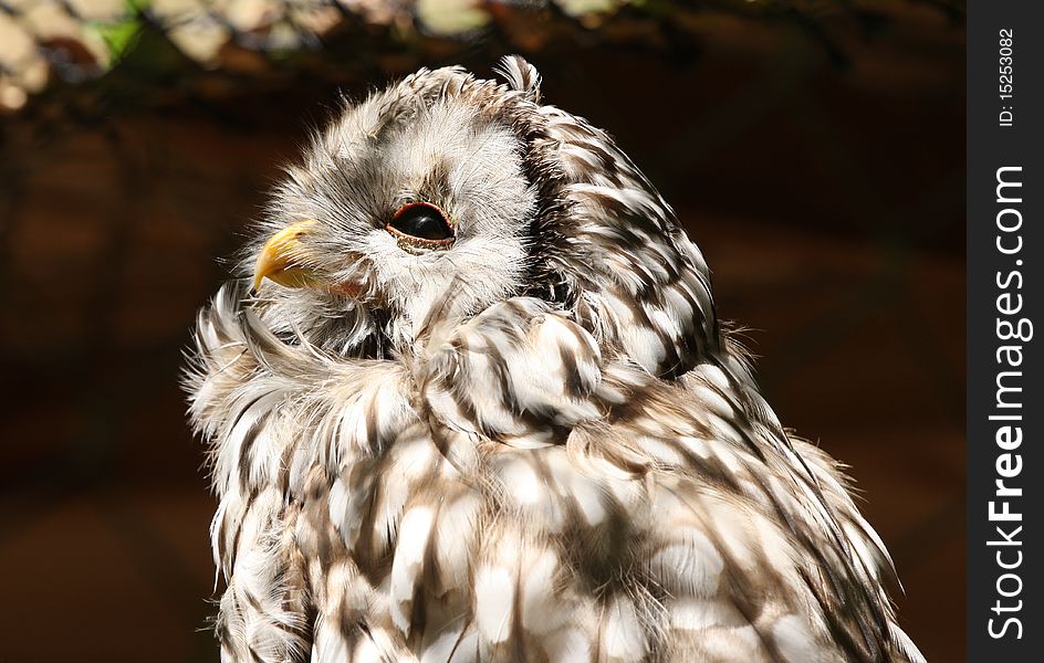 Portrait of a Western Screech Owl