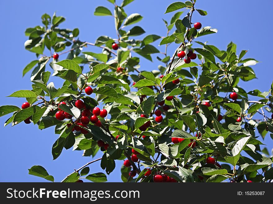 Red ripe cherries on a branch against the blue sky. Red ripe cherries on a branch against the blue sky