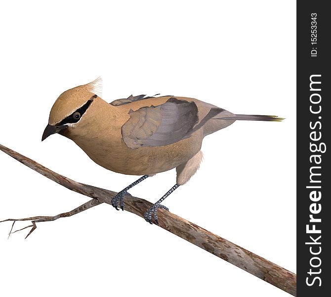 Cedar Waxwing. 3D rendering with clipping path and shadow over white