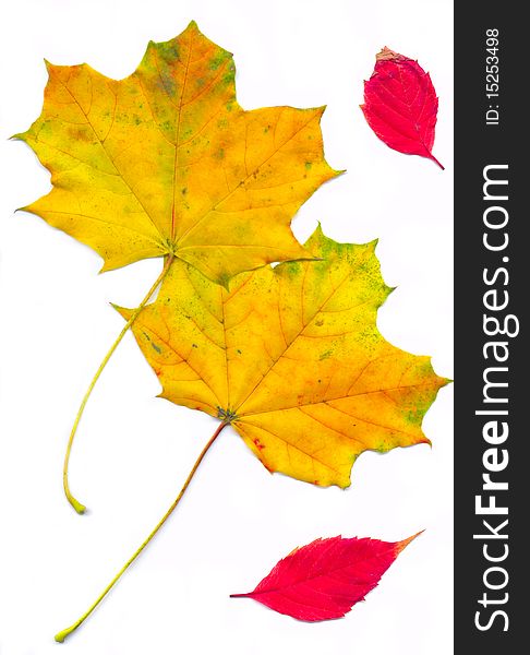 Isolated red and yellow leaves on white background. Isolated red and yellow leaves on white background