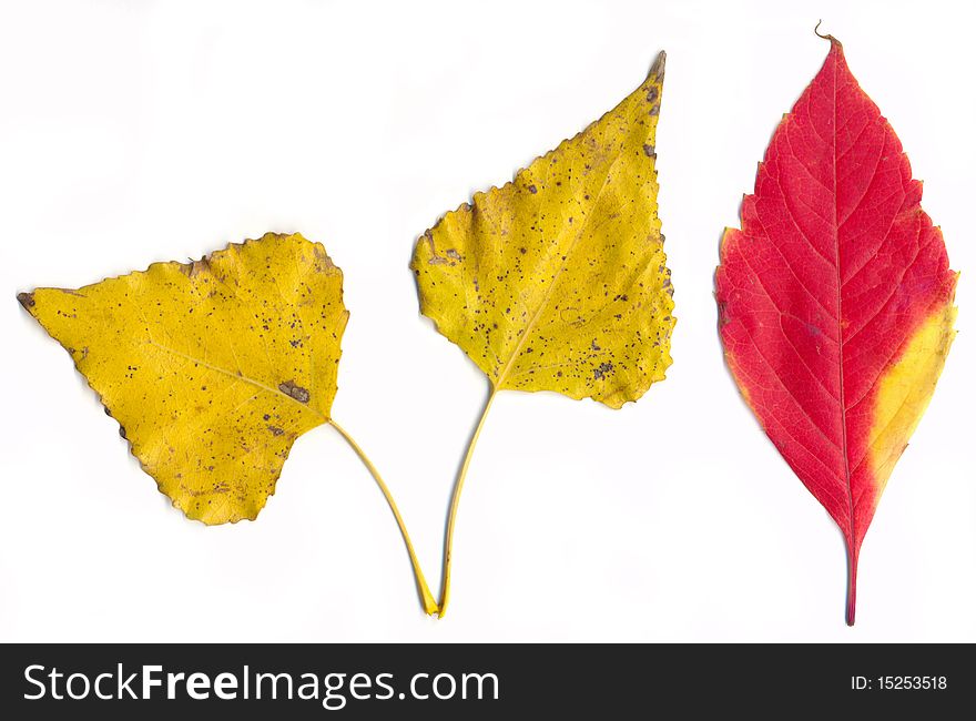 Isolated red and yellow leaves on white background. Isolated red and yellow leaves on white background