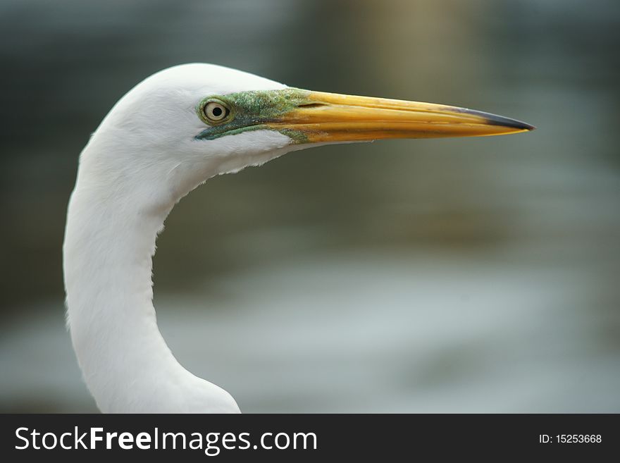 Head shot of a white egret