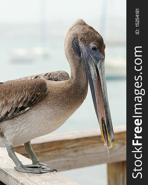 Pelican eating fish. Fish in the beak