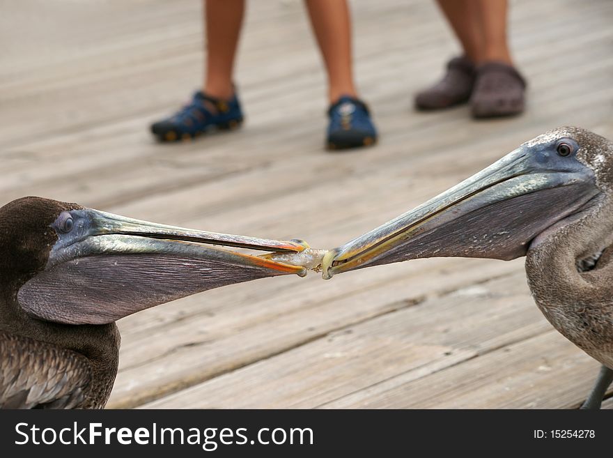 Two pelicans fighting for fish. People legs. Wooden boardwalk. Two pelicans fighting for fish. People legs. Wooden boardwalk.