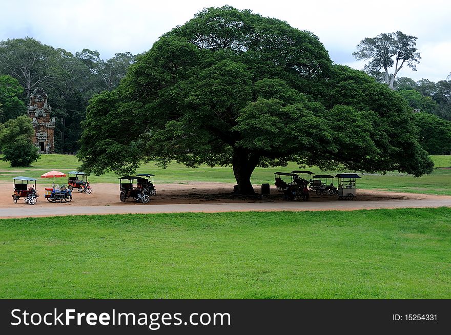 Tuk Tuk under beautiful big tree