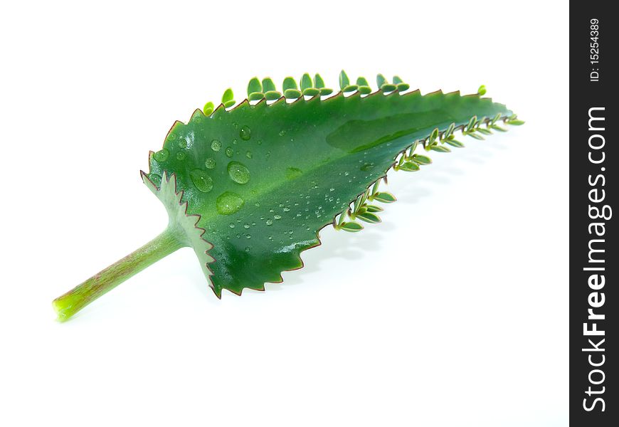 Leaf of kalanchoe with water droplets, isolated on white background