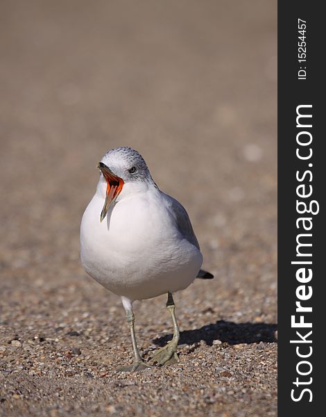 A Ring-billed Gull yawning at the beach in Hammonasset, Connecticut.